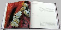иллюстрации к подарочной книге "Подводный мир"
